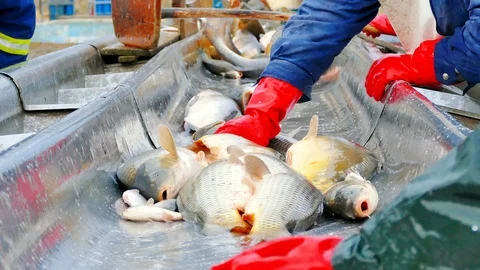 Carp - Classification of River Fish Stock Footage 99623304