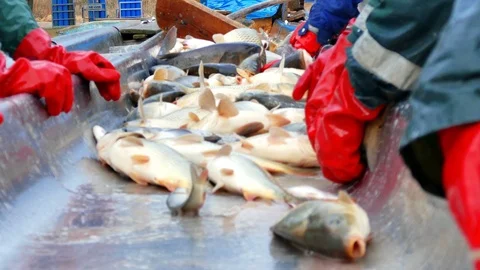 Carp - Classification of River Fish Stock Footage 99623403