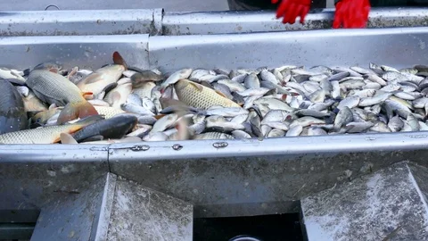 Carp - Classification of River Fish Stock Footage 99624864