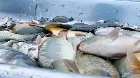Carp - Classification of River Fish Stock Footage 99628007