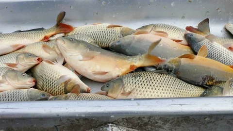 Carp - Classification of River Fish Stock Footage 99630556