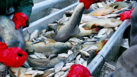 Carp - Classification of River Fish Stock Footage 99630833