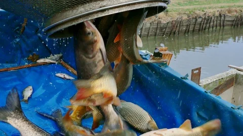 Carp - Classification of River Fish Stock Footage 99631897