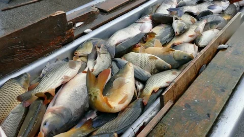 Carp - Classification of River Fish Stock Footage 99634748