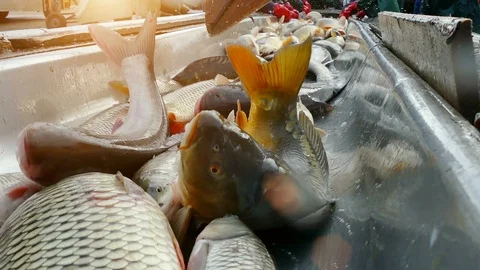 Carp - Classification of River Fish Stock Footage 99636810