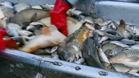 Carp - Classification of River Fish Stock Footage 100969571