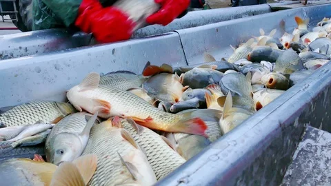 Carp - Classification of River Fish Stock Footage 100970000