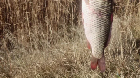 Carp close-up twitches its tail against the background of lake reeds 스톡 동영상 166659946