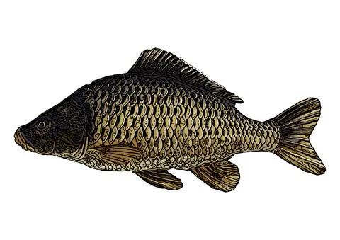 Carp colored Vector Illustration Stock Illustration