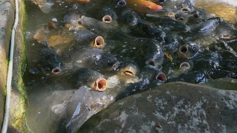 Carp come to ask for food Stock-Footage 136141440