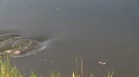 Carp (Cyprinus carpio) eat bread slice on pond surface Stock Footage 49247811
