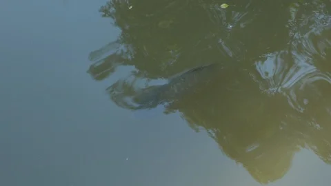 A Carp Dives Under Water Stock Footage 119985059