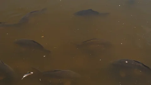 Carp in the duck pond Stock Footage 91512683