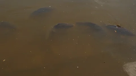 Carp in the duck pond Stock Footage 93782089