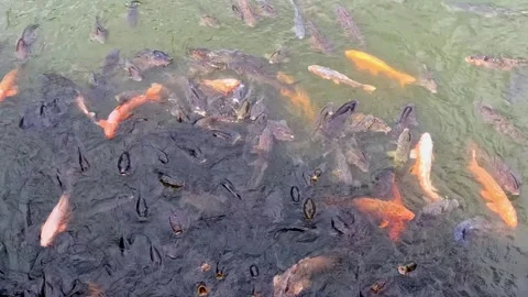 Carp eating food Stock Footage 253378739