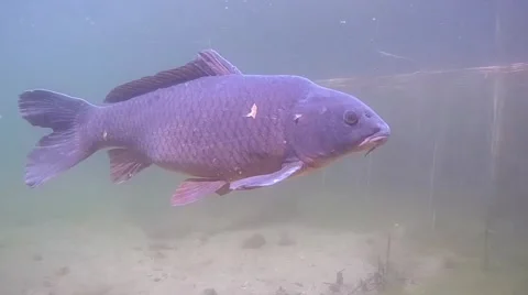 Carp encounter Stock Footage 56872693
