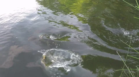 Carp farm feeding fish 스톡 동영상 68635217
