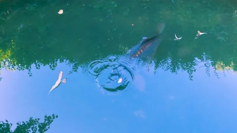 Carp Feeding Bread Germany Park Stock Footage 217782969