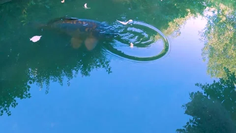 Carp Feeding Bread Germany Park 2 Video stock 217784231