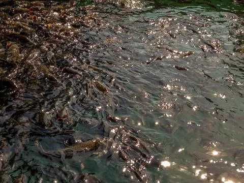 Carp  feeding Foto stock