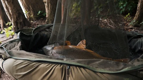 Carp Fidgeting On The Net Stock Footage 96164994