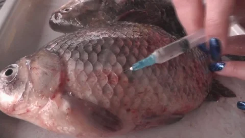 Carp Fish Are Stuffed With Salt Water Syringe Video stock 73504242