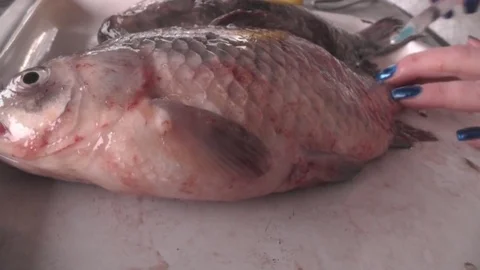 Carp Fish Are Stuffed With Salt Water Syringe Stock Footage 73504274