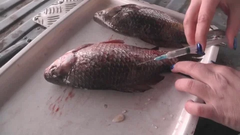 Carp Fish Are Stuffed With Salt Water Syringe Stock Footage 73504283