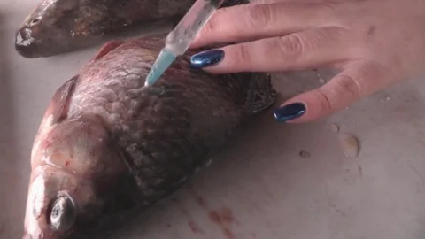 Carp Fish Are Stuffed With Salt Water Syringe Stock Footage 73504793
