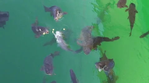 Carp fish, being fed Stock Footage 41649774