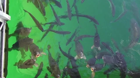 Carp fish, being fed Stock Footage 41650239