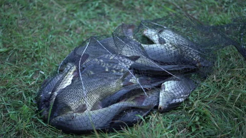 Carp fish caught by an angler are in a fishing cage on ground. Stock Footage 255042295