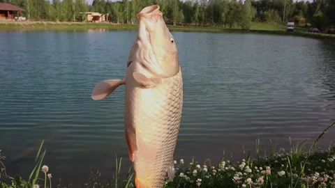 A carp fish caught on a hook rotates against the background of the lake. Stock Footage 197434259