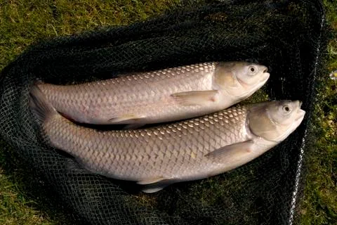 Carp fish caught in river on net Stock Photos