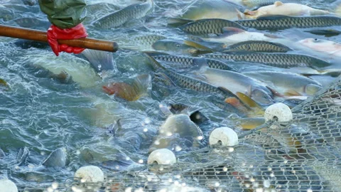 Carp Fish - Classification Stock Footage 134342719