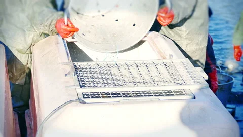 Carp Fish - Classification Stock Footage 135054546