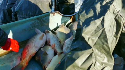 Carp Fish - Classification Stock Footage 135171047