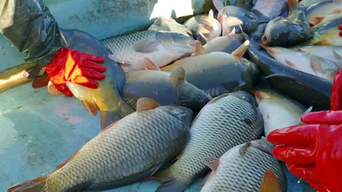 Carp Fish - Classification Stock-Footage 135174116