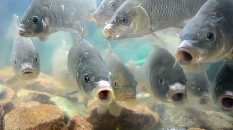 Carp fish closeup in water, environment diversity. Stock Footage 40200525