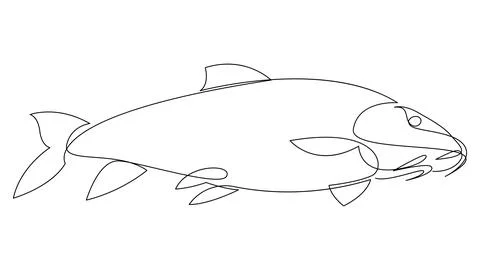 Carp fish continuous one line drawing. Crucian carp or tinca tinca drawn by.. Stock Illustration