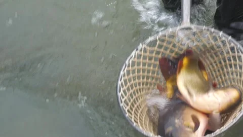 Carp Fish During Traditional Pond Harvest Video stock 344255417