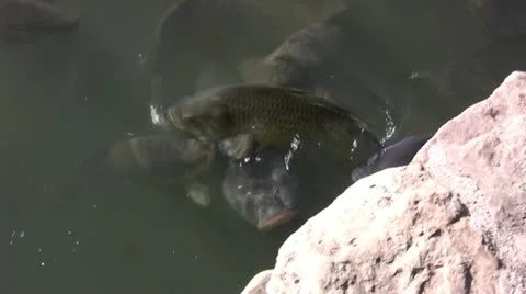 Carp fish Stock Footage 20525318