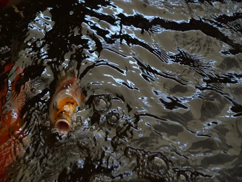Carp fish Stock Footage 73654724