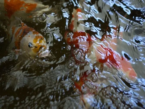 Carp fish Stock Footage 73654756