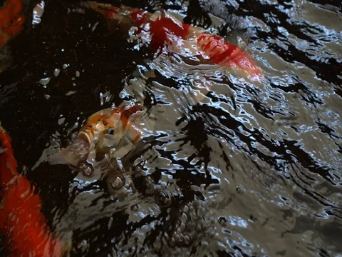 Carp fish Stock Footage 73654838