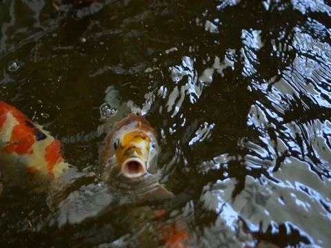 Carp fish Stock Footage 73654878