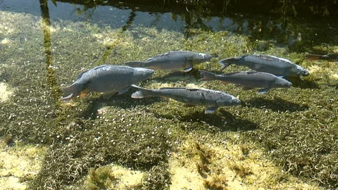 Carp fish Stock Footage 89810975