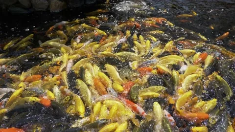 Carp fish Stockbeeldmateriaal 139946633