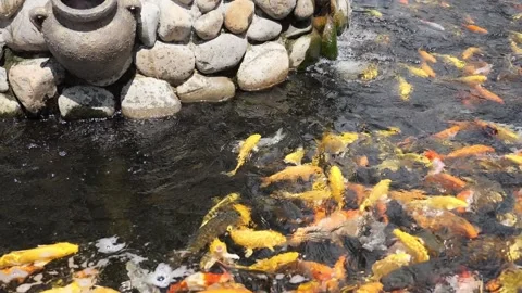 Carp fish Stock Footage 139946635