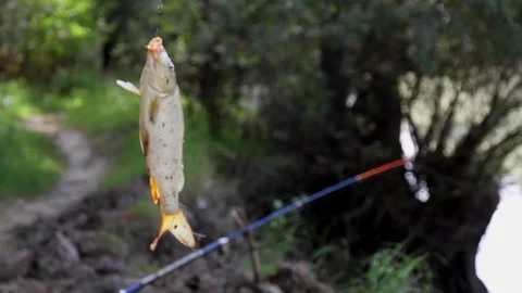 Carp fish hanging on a hook on the shore of a lake Vídeos de archivo 116677512